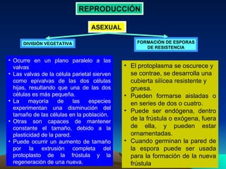 ASEXUAL  REPRODUCCIÓN Ocurre en un plano paralelo a las valvas Las valvas de la célula parietal sierven como epivalvas de las dos células hijas, resultando que una de las dos células es más pequeña.  La mayoría de las especies experimentan una disminución del tamaño de las células en la población.  Otras son capaces de mantener constante el tamaño, debido a la plasticidad de la pared.  Puede ocurrir un aumento de tamaño por la extrusión completa del protoplasto de la frústula y la regeneración de una nueva.  DIVISIÓN VEGETATIVA FORMACIÓN DE ESPORAS DE RESISTENCIA  El protoplasma se oscurece y se contrae, se desarrolla una cubierta silícea resistente y gruesa.  Pueden formarse aisladas o en series de dos o cuatro.  Puede ser endógena, dentro de la frústula o exógena, fuera de ella, y pueden estar ornamentadas.  Cuando germinan la pared de la espora puede ser usada para la formación de la nueva frústula  