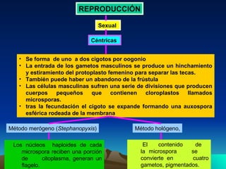 Sexual  REPRODUCCIÓN Céntricas  Se forma  de uno  a dos cigotos por oogonio  La entrada de los gametos masculinos se produce un hinchamiento y estiramiento del protoplasto femenino para separar las tecas.  También puede haber un abandono de la frústula  Las células masculinas sufren una serie de divisiones que producen cuerpos pequeños que contienen cloroplastos llamados microsporas. tras la fecundación el cigoto se expande formando una auxospora esférica rodeada de la membrana  El  contenido  de  la microspora  se  convierte en  cuatro gametos, pigmentados. . Los núcleos  haploides de cada microspora reciben una porción de  citoplasma, generan un flagelo. Método merógeno ( Stephanopyxis ) Método hológeno, 