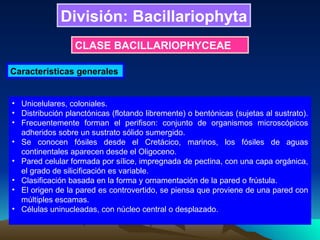 División: Bacillariophyta CLASE BACILLARIOPHYCEAE Características generales   Unicelulares, coloniales. Distribución planctónicas (flotando libremente) o bentónicas (sujetas al sustrato).  Frecuentemente forman el perifison: conjunto de organismos microscópicos adheridos sobre un sustrato sólido sumergido.  Se conocen fósiles desde el Cretácico, marinos, los fósiles de aguas continentales aparecen desde el Oligoceno. Pared celular formada por sílice, impregnada de pectina, con una capa orgánica, el grado de silicificación es variable.  Clasificación basada en la forma y ornamentación de la pared o frústula.  El origen de la pared es controvertido, se piensa que proviene de una pared con múltiples escamas.  Células uninucleadas, con núcleo central o desplazado.  