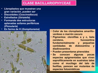 Lloroplastos que muestran una gran variación, pueden ser  Discoidales ( Coscinodiscus )  Estrellados ( Striatella )  Formando dos estructuras aplanadas axilares periféricas ( Pinnularia )  En forma de H ( Gomphonema ) CLASE BACILLARIOPHYCEAE Color de los cloroplastos amarillo-verdoso o marrón oscuro  Pigmentos: clorofilas a y c, beta caroteno, fucoxantina fundamentalmente y pequeñas cantidades de diatoxantina y diadinoxantina  Pueden presentarse pirenoides  Se conocen algunas pocas especies apigmentadas que viven saprofíticamente en sustratos tales como el mucílago del talo de feofitas, parecen ser mutantes de especies fotosintéticas   