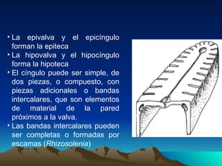 La epivalva y el epicíngulo forman la epiteca  La hipovalva y el hipocíngulo forma la hipoteca  El cíngulo puede ser simple, de dos piezas, o compuesto, con piezas adicionales o bandas intercalares, que son elementos de material de la pared próximos a la valva.  Las bandas intercalares pueden ser completas o formadas por escamas ( Rhizosolenia )  