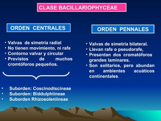 ORDEN  CENTRALES  Valvas  de simetría radial No tienen movimiento, ni rafe Contorno valvar y circular Provistos de muchos cromtóforos pequeños.   Suborden: Coscinodiscineae Suborden: Biddulphiineae Suborden Rhizosoleniineae ORDEN  PENNALES Valvas de simetría bilateral. Llevan rafe o pseudorafe,  Presentan dos cromatóforos  grandes laminares. Son solitarios, pero abundan en ambientes acuáticos continentales . CLASE BACILLARIOPHYCEAE 