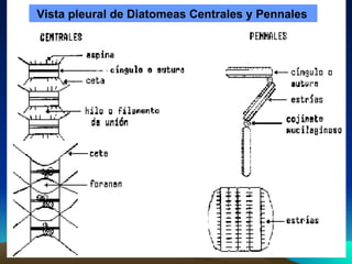 Vista pleural de Diatomeas Centrales y Pennales   