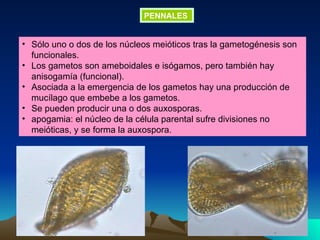 PENNALES   Sólo uno o dos de los núcleos meióticos tras la gametogénesis son funcionales.  Los gametos son ameboidales e isógamos, pero también hay anisogamía (funcional).  Asociada a la emergencia de los gametos hay una producción de mucílago que embebe a los gametos.  Se pueden producir una o dos auxosporas.  apogamia: el núcleo de la célula parental sufre divisiones no meióticas, y se forma la auxospora.  