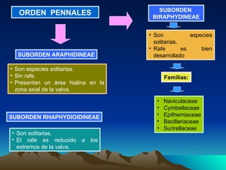 SUBORDEN ARAPHIDINEAE Son especies solitarias. Sin rafe. Presentan un área hialina en la zona axial de la valva.  SUBORDEN RHAPHYDIOIDINEAE Son solitarias. El rafe es reducido a los extremos de la valva. SUBORDEN  BIRAPHYDINEAE Son especies solitarias. Rafe es bien desarrollado  Naviculaceae  Cymbellaceae Epithemiaceae Bacillariaceae Surirellaceae   Familias: ORDEN  PENNALES 