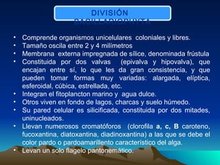 DIVISIÓN  BACILLARIOPHYTA Comprende organismos unicelulares  coloniales y libres. Tamaño oscila entre 2 y 4 milímetros M embrana  externa impregnada de sílice, denominada frústula Constituida por dos valvas  (epivalva y hipovalva), que encajan entre sí, lo que les da gran consistencia, y que pueden tomar formas muy variadas: alargada, elíptica, esferoidal, cúbica, estrellada, etc.  Integran el fitoplancton marino y  agua dulce.  Otros viven en fondo de lagos, charcas y suelo húmedo.  Su pared celular es silicificada, constituida por dos mitades, uninucleados. Llevan numerosos cromatóforos  (clorofila  a, c, B  caroteno, fucoxantina, diatoxantina, diadinoxantina)  a las que se debe el color pardo o pardoamarillento característico del   alga. Levan un solo flagelo pantonemático.  