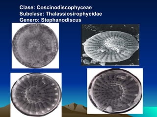 Clase: Coscinodiscophyceae Subclase: Thalassiosirophycidae Genero: Stephanodiscus 