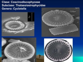 Clase: Coscinodiscophyceae Subclase: Thalassiosirophycidae Genero: Cyclotella 