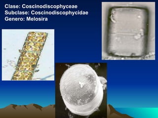 Clase: Coscinodiscophyceae Subclase: Coscinodiscophycidae Genero: Melosira 