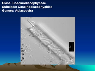 Clase: Coscinodiscophyceae Subclase: Coscinodiscophycidae Genero: Aulacoseira 