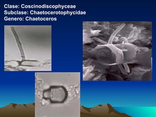 Clase: Coscinodiscophyceae Subclase: Chaetocerotophycidae Genero: Chaetoceros 
