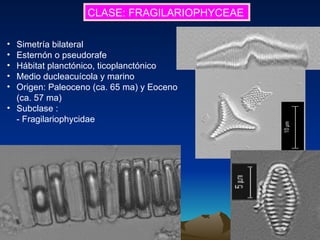 CLASE: FRAGILARIOPHYCEAE Simetría bilateral Esternón o pseudorafe Hábitat planctónico, ticoplanctónico Medio ducleacuícola y marino Origen: Paleoceno (ca. 65 ma) y Eoceno (ca. 57 ma) Subclase : - Fragilariophycidae 