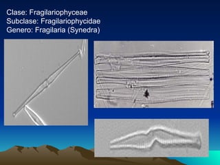 Clase: Fragilariophyceae Subclase: Fragilariophycidae Genero: Fragilaria (Synedra) 