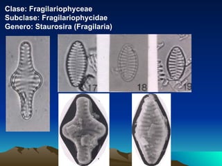 Clase: Fragilariophyceae Subclase: Fragilariophycidae Genero: Staurosira (Fragilaria) 