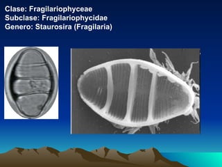 Clase: Fragilariophyceae Subclase: Fragilariophycidae Genero: Staurosira (Fragilaria) 