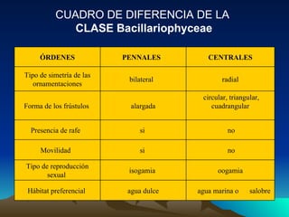 CUADRO DE DIFERENCIA DE LA  CLASE Bacillariophyceae      agua marina o      salobre agua dulce Hábitat preferencial  oogamia isogamia  Tipo de reproducción sexual    no    si    Movilidad     no    si    Presencia de rafe     circular, triangular, cuadrangular   alargada Forma de los frústulos  radial bilateral   Tipo de simetría de las ornamentaciones CENTRALES PENNALES   ÓRDENES 