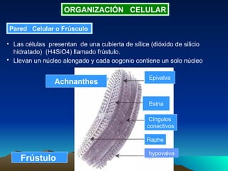 ORGANIZACIÓN  CELULAR Pared  Celular o Frúsculo   Las células  presentan  de una cubierta de sílice (dióxido de silicio hidratado)  (H4SiO4) llamado frústulo. Llevan un núcleo alongado y cada oogonio contiene un solo núcleo   Epivalva hypovalva Raphe Cíngulos  conectivos  Estria Frústulo  Achnanthes 