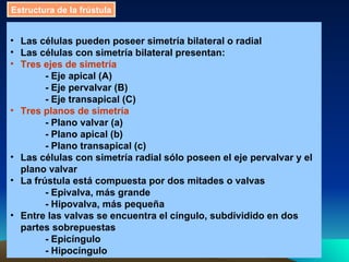 Estructura de la frústula Las células pueden poseer simetría bilateral o radial  Las células con simetría bilateral presentan:  Tres ejes de simetría   - Eje apical (A)  - Eje pervalvar (B)  - Eje transapical (C)  Tres planos de simetría  - Plano valvar (a)  - Plano apical (b)  - Plano transapical (c)  Las células con simetría radial sólo poseen el eje pervalvar y el plano valvar  La frústula está compuesta por dos mitades o valvas  - Epivalva, más grande  - Hipovalva, más pequeña  Entre las valvas se encuentra el cíngulo, subdividido en dos partes sobrepuestas  - Epicíngulo  - Hipocíngulo   