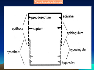 Estructura de la frústula 