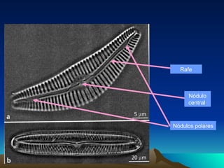 Nódulos polares  Nódulo central  Rafe 