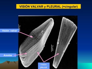 Visión  valvar Areolas  Visión  pleural  VISIÓN VALVAR y PLEURAL (=cingular) 