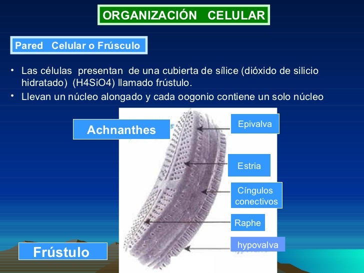 Clase 7 bacillariophyta Clase 7 bacillariophyta