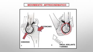 Fisioterapia clase pdf biomecánica ……….. | PDF