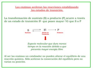 Las enzimas aceleran las reacciones estabilizando
                    los estados de transición.


La transformación de sustrato (S) a producto (P) ocurre a través
de un estado de transición S+ que posee mayor G que S o P
                            +



                     S             S+
                                    +          P
                  Sustrato       Estado de    Producto
                                 Transición




                     Especie molecular que dura menos
                     tiempo en la reacción debido a que
                        presenta mayor energía libre

Al ser las enzimas un catalizador no pueden alterar el equilibrio de una
reacción química. Sólo aceleran la consecución del equilibrio pero no
varían su posición.
 