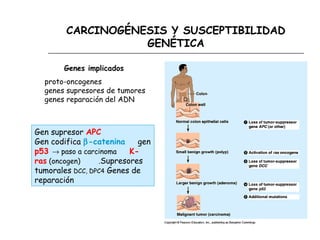 CARCINOGÉNESIS Y SUSCEPTIBILIDAD
GENÉTICA
Genes implicados
proto-oncogenes
genes supresores de tumores
genes reparación de...