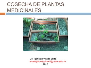 COSECHA DE PLANTAS
MEDICINALES
Lic. Igor Iván Villalta Sorto
investigaciónquimica@usam.edu.sv
2016
 