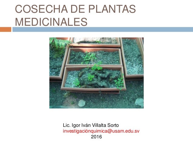 Clase 7 Cosecha De Plantas Medicinales - 