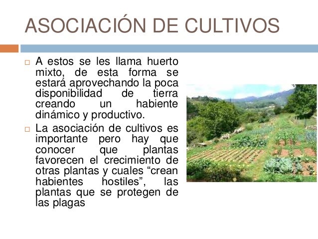 Clase 7 Cosecha De Plantas Medicinales - 
