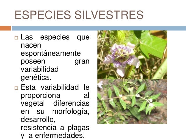 Clase 7 Cosecha De Plantas Medicinales - 