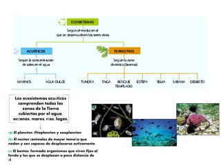 Los ecosistemas acuáticos
comprenden todas las
zonas de la Tierra
cubiertas por el agua,
océanos, mares, ríos, lagos,
(a) El plancton (fitoplancton y zooplancton
(b) El necton (animales de mayor tamaño que
nadan y son capaces de desplazarse activamente.
(c) El bentos, formado organismos que viven fijos al
fondo y los que se desplazan a poca distancia de
él.
 