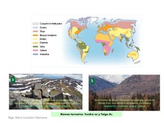 Biomas terrestres: Tundra (a) y Taiga (b).
Se desarrolla en las zonas más septentrionales
del planeta y se caracteriza por temperaturas muy bajas.
Vegetación: musgos y líquenes (sin árboles).
Es el bioma de mayor extensión del planeta, propio de
climas fríos, con veranos templados y húmedos.
Vegetación: coníferas, abetos y pinos.
Blga. María Custodio Villanueva
 