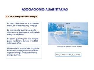 ASOCIACIONES ALIMENTARIAS
1. El Sol, fuente primaria de energía
La Tierra, además de ser el ecosistema
mayor, es el más maduro y complejo.
La energía solar que ingresa a este
sistema, es la fuente primaria de toda la
energía en el planeta.
Se estima que el flujo de esta energía
puede mantenerse durante otros 5000
millones de años.
Una vez que la energía solar ingresa al
ecosistema, los organismos autótrofos
captan la energía y la transforman en
energía química.
Distribución de la energía solar en la Tierra
 