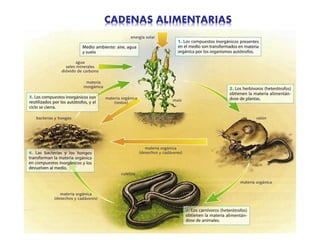 CADENAS ALIMENTARIAS
 
