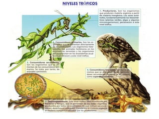 NIVELES TRÓFICOS
 