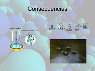 Consecuencias 