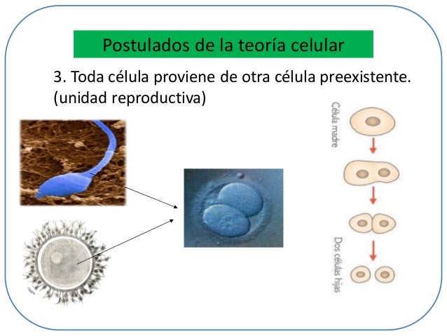 Postulados Dela Teoria Celular Y Quien Los Propuso
