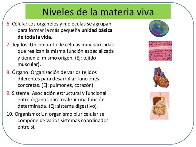 Niveles de Organización Celular