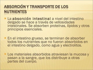 La  absorción intestinal  a nivel del intestino delgado se hace a través de vellosidades intestinales. Se absorben proteínas, lípidos y otros principios esenciales.  En el intestino grueso, se terminan de absorber todos los nutrientes que no fueron absorbidos en el intestino delgado, como agua y electrolitos. Los materiales absorbidos atraviesan la mucosa y pasan a la sangre, que los distribuye a otras partes del cuerpo. 