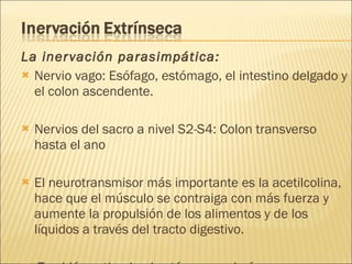La inervación parasimpática:  Nervio vago: Esófago, estómago, el intestino delgado y el colon ascendente. Nervios del sacro a nivel S2-S4: Colon transverso hasta el ano  El neurotransmisor más importante es la acetilcolina, hace que el músculo se contraiga con más fuerza y aumente la propulsión de los alimentos y de los líquidos a través del tracto digestivo. También estimula al estómago y al páncreas para producir sus secreciones.  
