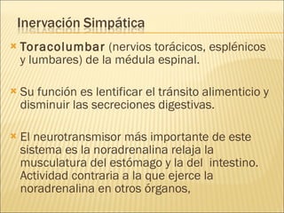 Toracolumbar  (nervios torácicos, esplénicos y lumbares) de la médula espinal. Su función es lentificar el tránsito alimenticio y disminuir las secreciones digestivas.  El neurotransmisor más importante de este sistema es la noradrenalina relaja la musculatura del estómago y la del  intestino. Actividad contraria a la que ejerce la noradrenalina en otros órganos, 