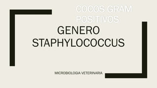 GENERO
STAPHYLOCOCCUS
MICROBIOLOGIA VETERINARIA
COCOS GRAM
POSITIVOS
 