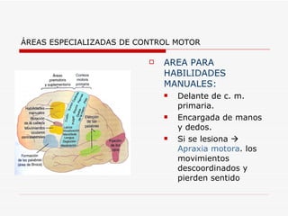ÁREAS ESPECIALIZADAS DE CONTROL MOTOR

                             AREA PARA
                              HABILIDADES
                              MANUALES:
                                 Delante de c. m.
                                  primaria.
                                 Encargada de manos
                                  y dedos.
                                 Si se lesiona 
                                  Apraxia motora. los
                                  movimientos
                                  descoordinados y
                                  pierden sentido
 