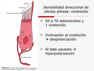 Sensibilidad direccional de
    células pilosas: cinetocilio

    50 a 70 estereocilios y
     1 cinetocilio

    Inclinación al cinetocilio
      despolarización

    Al lado opuesto 
     hiperpolarización
 