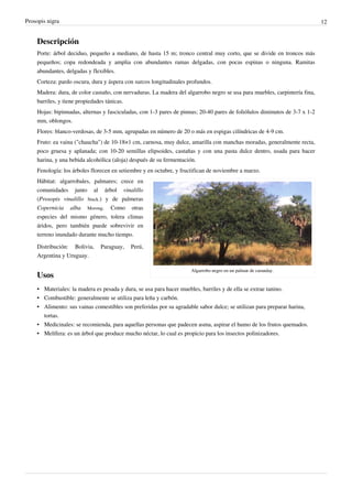 Prosopis nigra                                                                                                              12


    Descripción
    Porte: árbol deciduo, pequeño a mediano, de hasta 15 m; tronco central muy corto, que se divide en troncos más
    pequeños; copa redondeada y amplia con abundantes ramas delgadas, con pocas espinas o ninguna. Ramitas
    abundantes, delgadas y flexibles.
    Corteza: pardo oscura, dura y áspera con surcos longitudinales profundos.
    Madera: dura, de color castaño, con nervaduras. La madera del algarrobo negro se usa para muebles, carpintería fina,
    barriles, y tiene propiedades tánicas.
    Hojas: bipinnadas, alternas y fasciculadas, con 1-3 pares de pinnas; 20-40 pares de foliólulos diminutos de 3-7 x 1-2
    mm, oblongos.
    Flores: blanco-verdosas, de 3-5 mm, agrupadas en número de 20 o más en espigas cilíndricas de 4-9 cm.
    Fruto: ea vaina ("chaucha") de 10-18×1 cm, carnosa, muy dulce, amarilla con manchas moradas, generalmente recta,
    poco gruesa y aplanada; con 10-20 semillas elipsoides, castañas y con una pasta dulce dentro, usada para hacer
    harina, y una bebida alcohólica (aloja) después de su fermentación.
    Fenología: los árboles florecen en setiembre y en octubre, y fructifican de noviembre a marzo.
    Hábitat: algarrobales, palmares; crece en
    comunidades junto al árbol vinalillo
    (Prosopis vinalillo Stuck.) y de palmeras
    Copernicia alba Morong. Como otras
    especies del mismo género, tolera climas
    áridos, pero también puede sobrevivir en
    terreno inundado durante mucho tiempo.

    Distribución: Bolivia,     Paraguay,    Perú,
    Argentina y Uruguay.

                                                                     Algarrobo negro en un palmar de caranday.
    Usos
    • Materiales: la madera es pesada y dura, se usa para hacer muebles, barriles y de ella se extrae tanino.
    • Combustible: generalmente se utiliza para leña y carbón.
    • Alimento: sus vainas comestibles son preferidas por su agradable sabor dulce; se utilizan para preparar harina,
      tortas.
    • Medicinales: se recomienda, para aquellas personas que padecen asma, aspirar el humo de los frutos quemados.
    • Melífera: es un árbol que produce mucho néctar, lo cual es propicio para los insectos polinizadores.
 