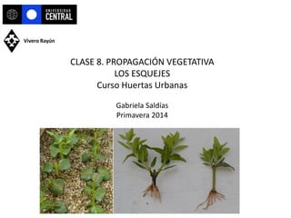 CLASE 8. PROPAGACIÓN VEGETATIVA LOS ESQUEJES Curso Huertas Urbanas Gabriela Saldías Primavera 2014 
Vivero Rayún  