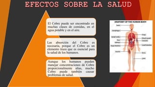 El Cobre puede ser encontrado en
muchas clases de comidas, en el
agua potable y en el aire.
Las absorción del Cobre es
necesaria, porque el Cobre es un
elemento traza que es esencial para
la salud de los humanos.
Aunque los humanos pueden
manejar concentraciones de Cobre
proporcionalmente altas, mucho
Cobre puede también causar
problemas de salud.
 